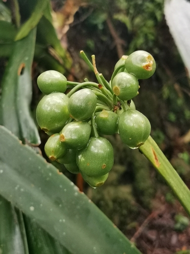 Clivia caulescens, photograph 5