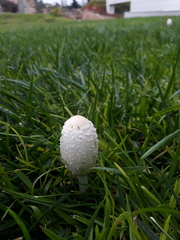 Coprinus comatus