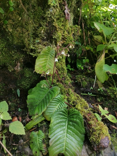 Streptocarpus micranthus, photograph 2