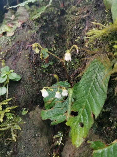Streptocarpus micranthus, photograph 4