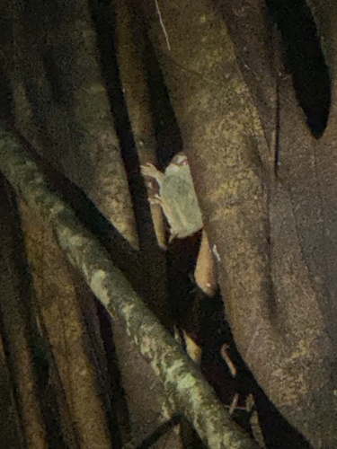 Gursky's Spectral Tarsier