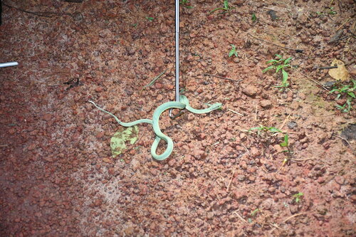 Green Jararaca