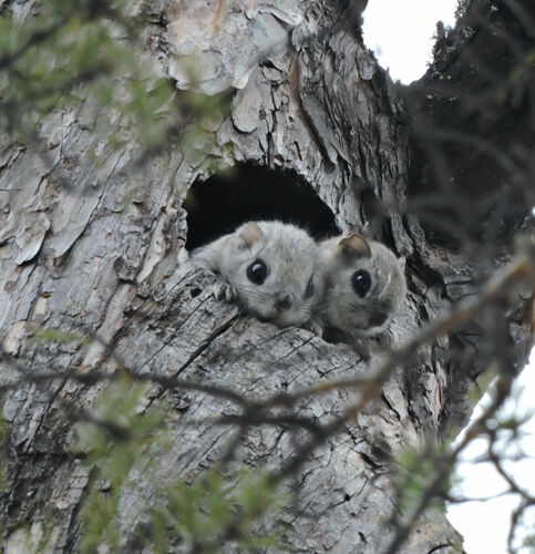 Siberian Flying Squirrel, г. Нерюнгри, Респ. Саха (Якутия), Россия, photo 7 of 10