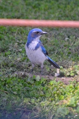 Aphelocoma californica