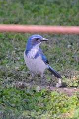 Aphelocoma californica