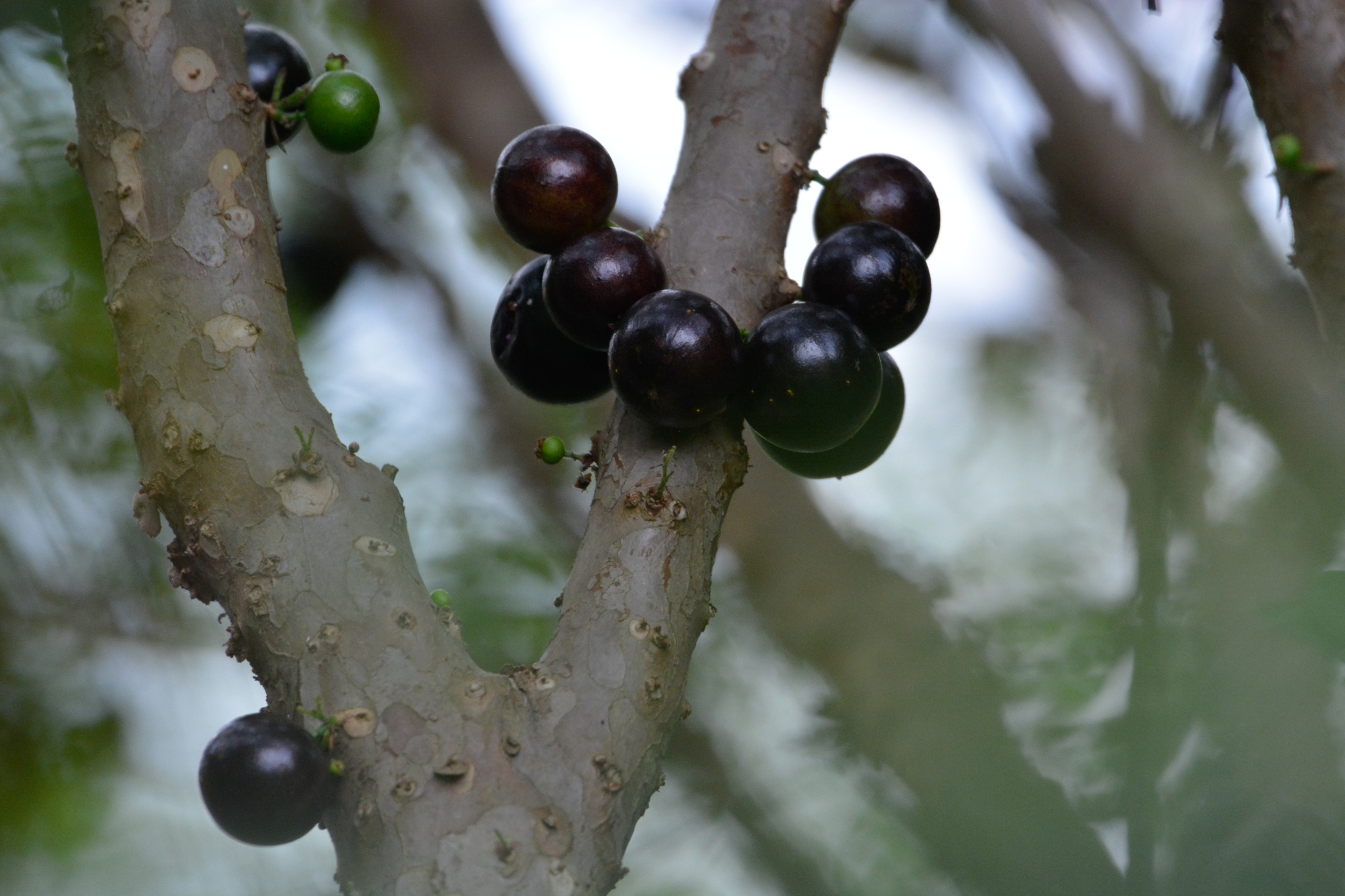 Imagem de Jabuticaba-paulista