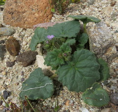 Phacelia pachyphylla