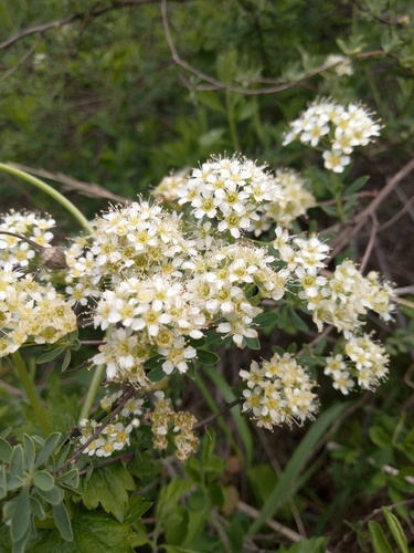 Scalloped spirea (Spiraea crenata)
