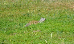 Otospermophilus beecheyi