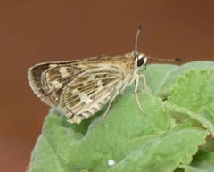 Taractrocera maevius