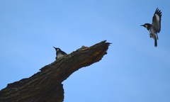 Melanerpes formicivorus