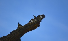 Melanerpes formicivorus