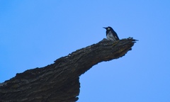 Melanerpes formicivorus
