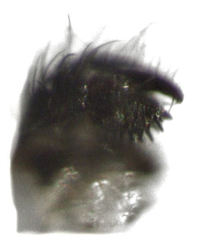 Sigmoleia melanoxantha