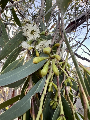 Eucalyptus dendromorpha, 2023-12-05