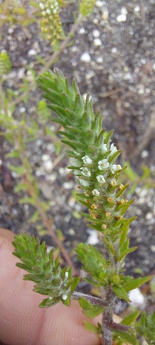 Chenopodiopsis retrorsa (Chenopodiopsis retrorsa)