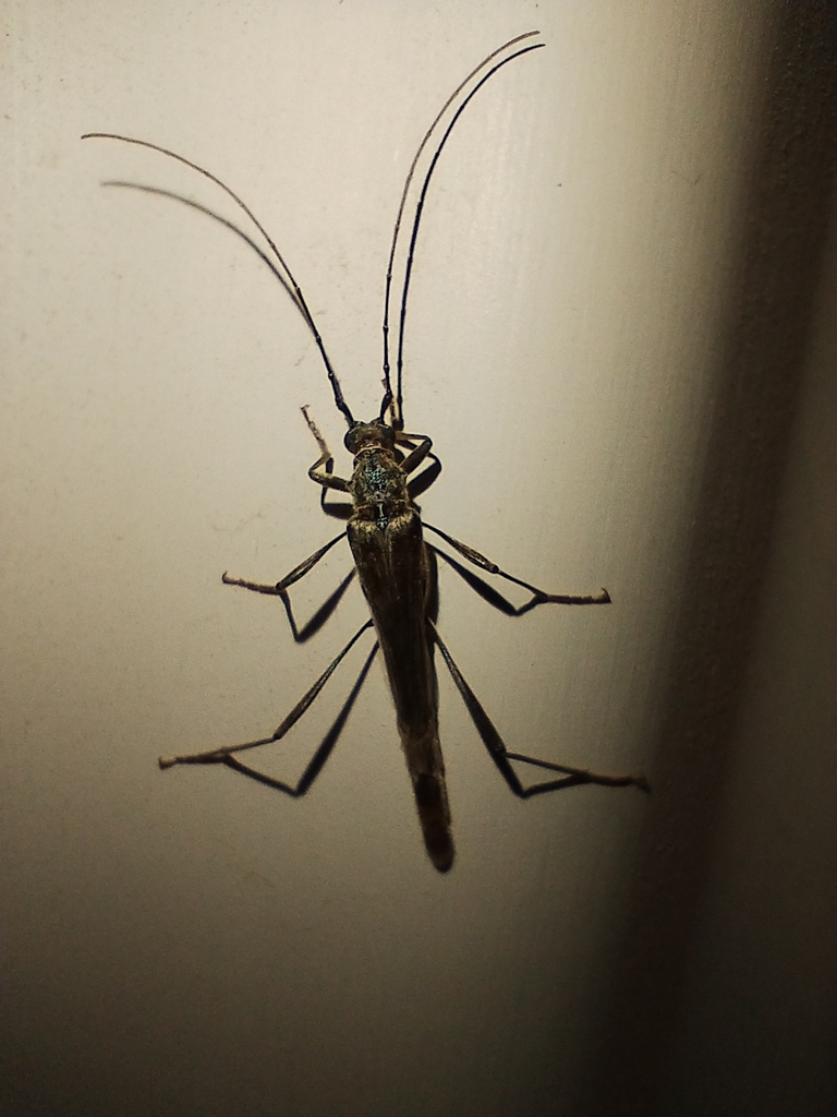Stenophantes patagonicus