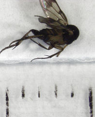 Sigmoleia melanoxantha