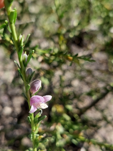 Image of Spreading Emu-Bush (Eremophila divaricata) by (c) Nina Kerr, some rights reserved (CC BY)