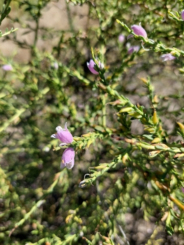 Eremophila divaricata, photograph 4