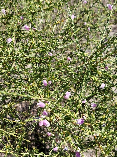 Eremophila divaricata, photograph 5