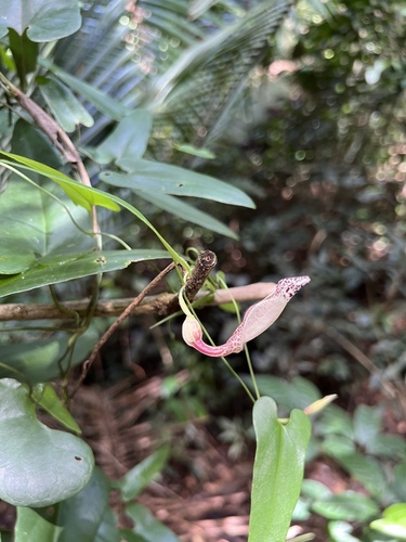 Foto de Milona