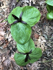 Trillium angustipetalum