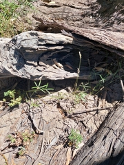 Cullen tenax, photograph Nina Kerr, CC BY, iNaturalist via GBIF