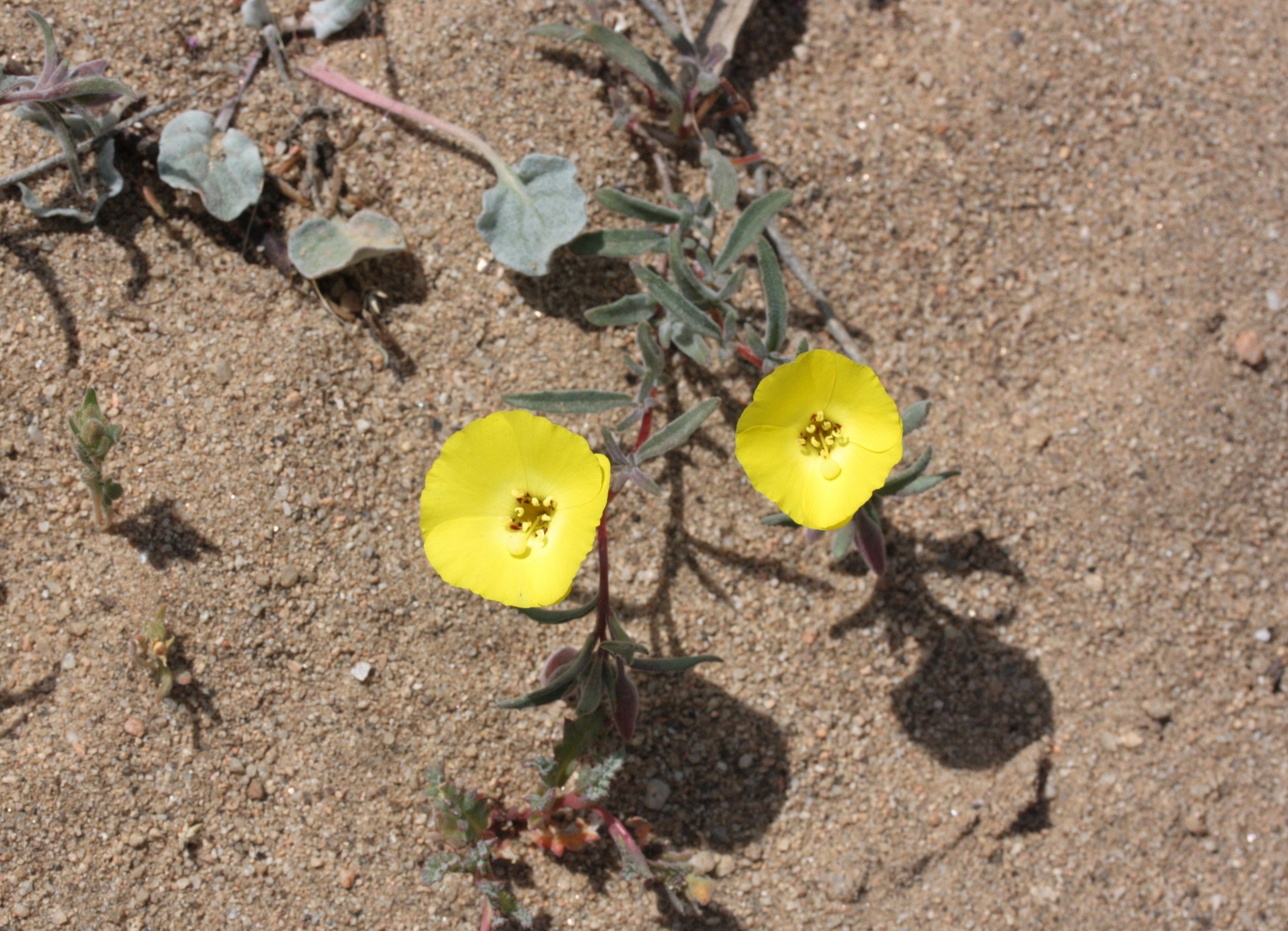 Camissonia kernensis ssp. gilmanii