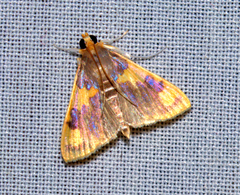 Rehimena phrynealis