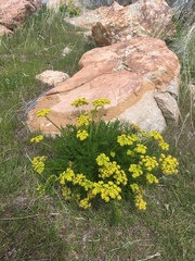 Lomatium grayi