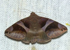 Bastilla arcuata
