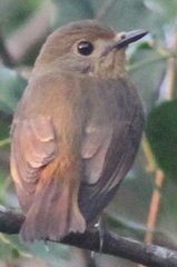 Cyornis rubeculoides