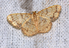 Heterostegane subtessellata