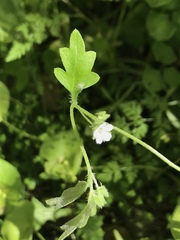 Nemophila parviflora