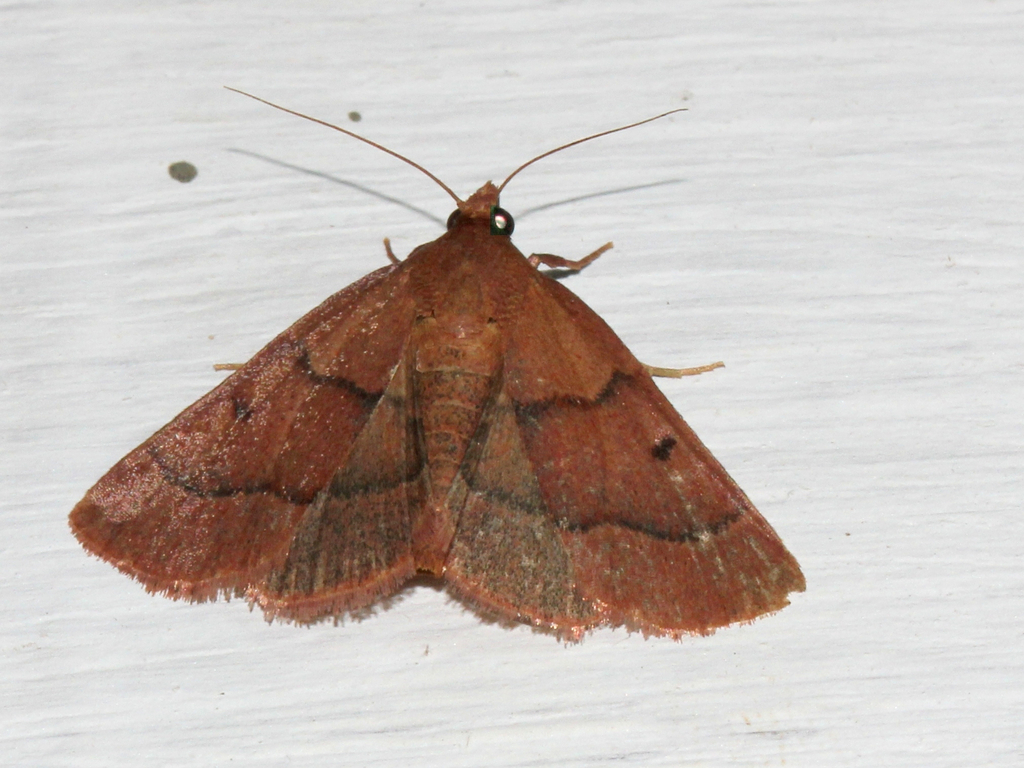 Zitha vibicalis