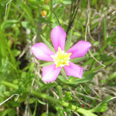 Sabatia arenicola