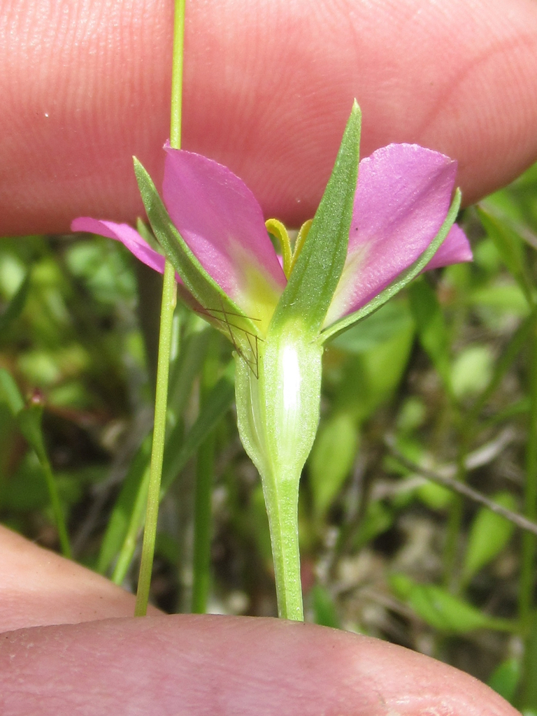 Sand Rose Gentian