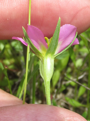 Sabatia arenicola