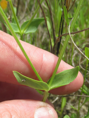 Sabatia arenicola