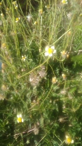 Tridax Daisy