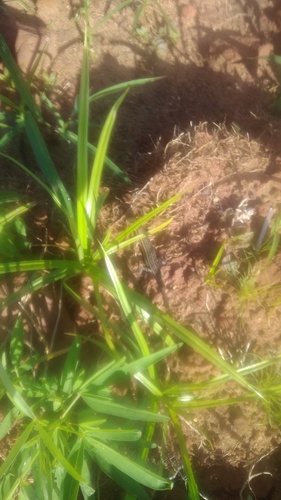 Variable Skink