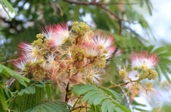Albizia chinensis