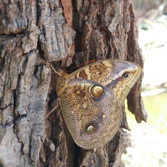 Opsiphanes boisduvallii