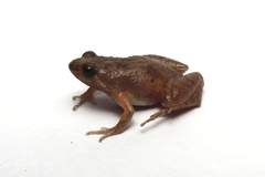 Bali Chorus Frog photo 2