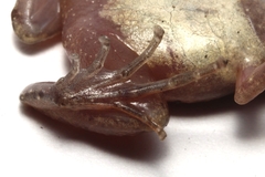 Bali Chorus Frog photo 3