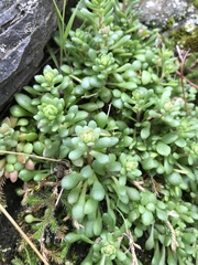 Sedum leibergii