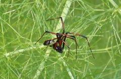 Latrodectus variolus