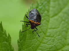Cosmopepla conspicillaris