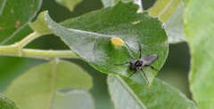 Bibio albipennis